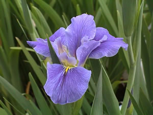 Louisiana Iris - Bluebonnet Sue